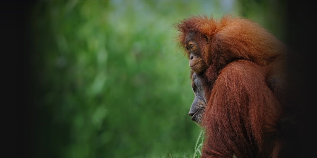 Mother monkey with her baby monkey